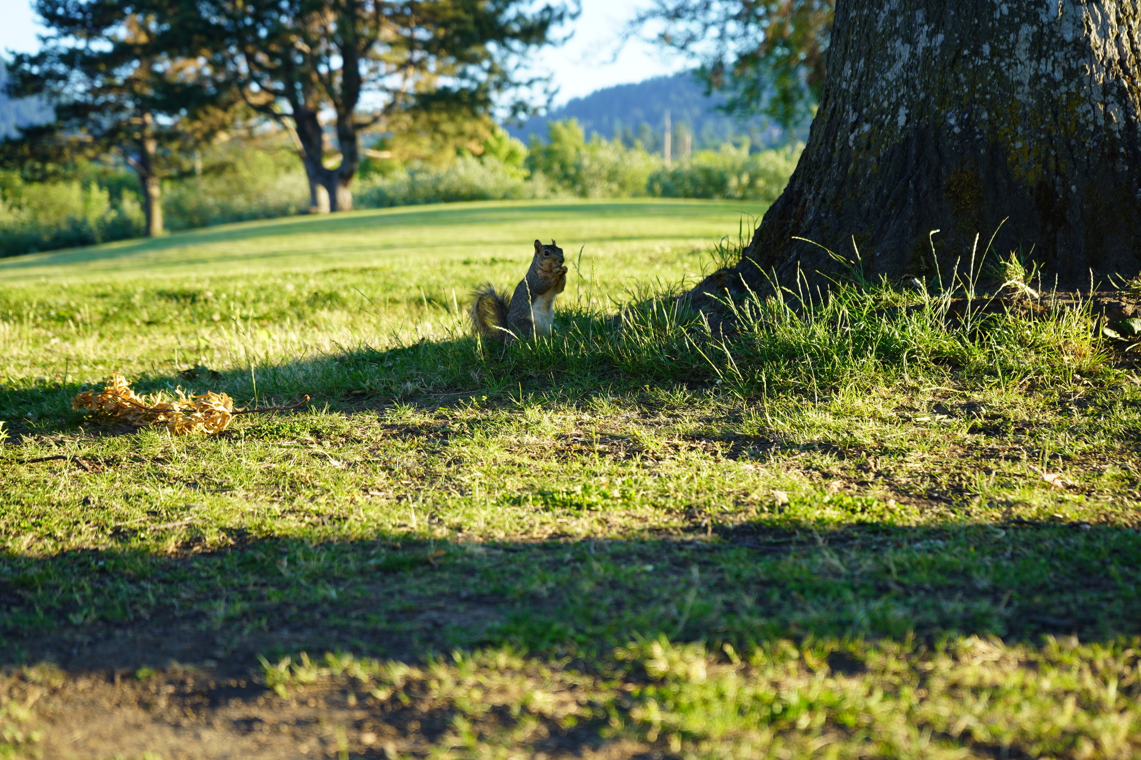 A squirrel in a tree